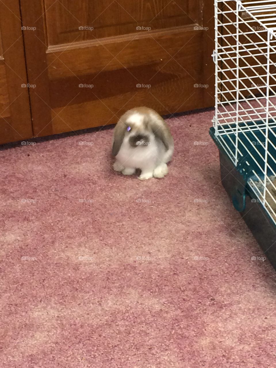 Bunny sitting 