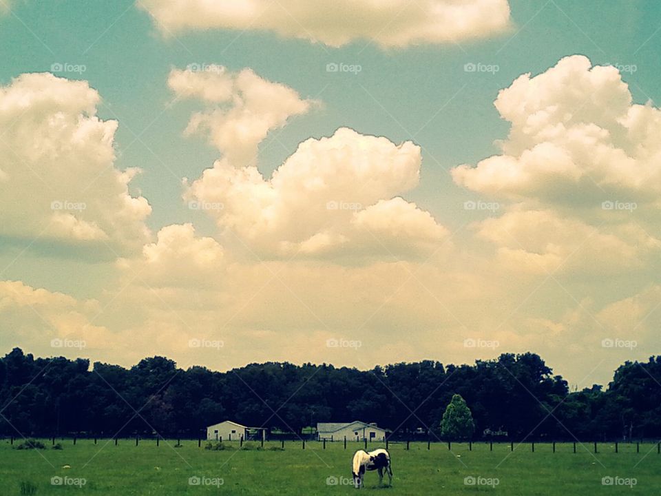 Gazing Pasture 