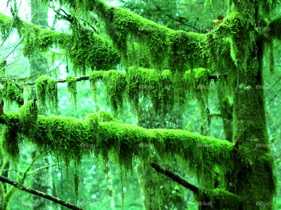 Vibrant green moss envelopes the dark grey trunks & branches of the trees in a shot of fading winter daylight in a Pacific Northwest rain forest. Desktop enhancement highlights the texture and contrast of the moss. 