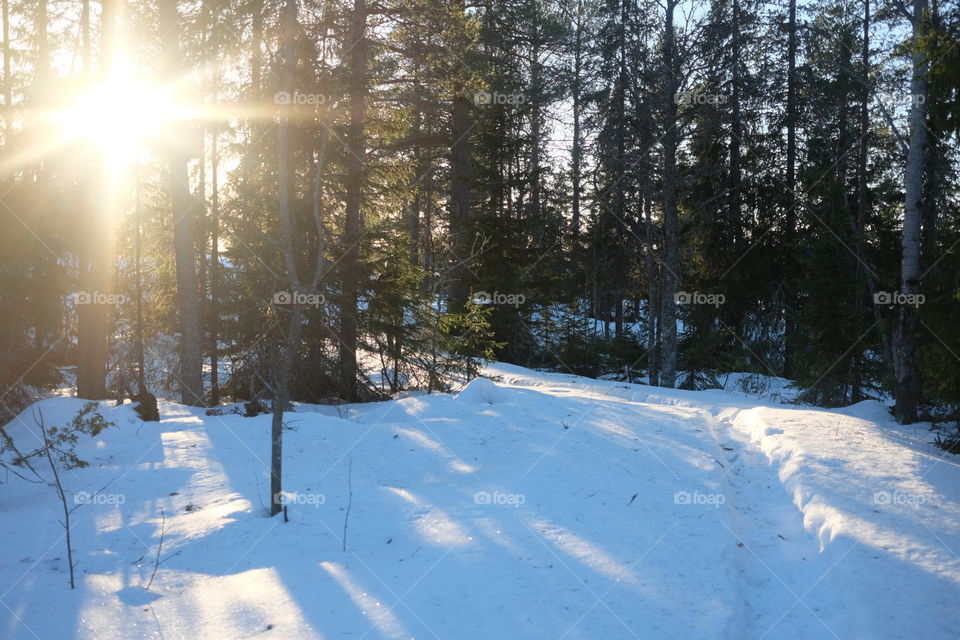 Snow, Winter, Cold, Frost, Wood