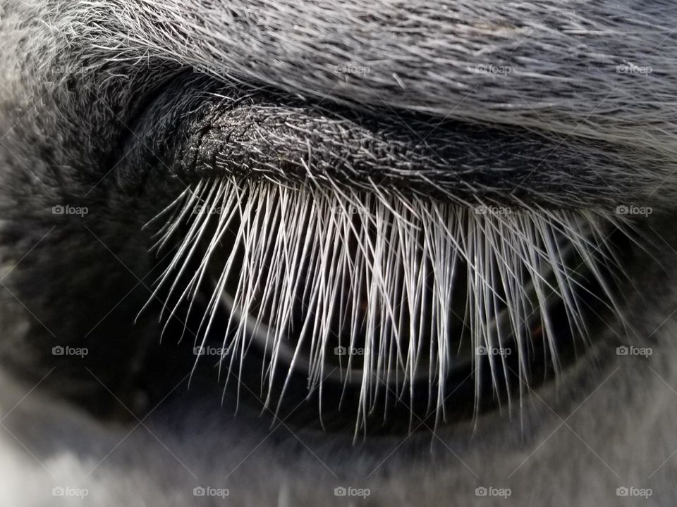 Eyelashes of a Gray Horse