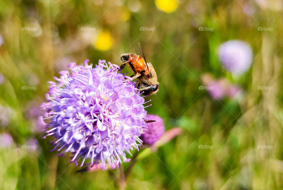 Close-up bee on a flower