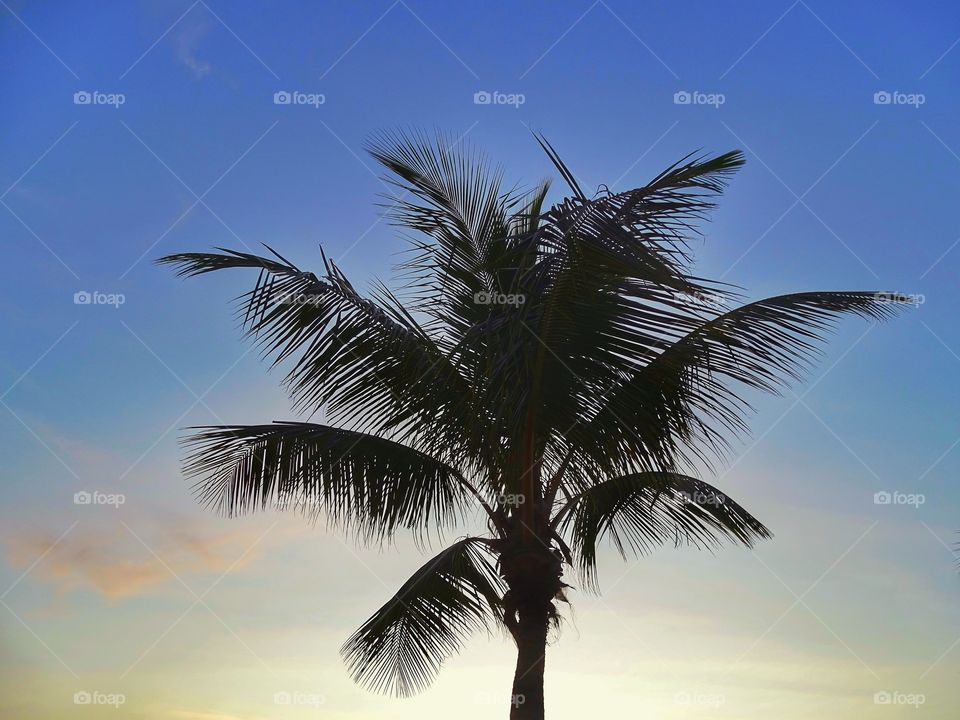 Palm tree