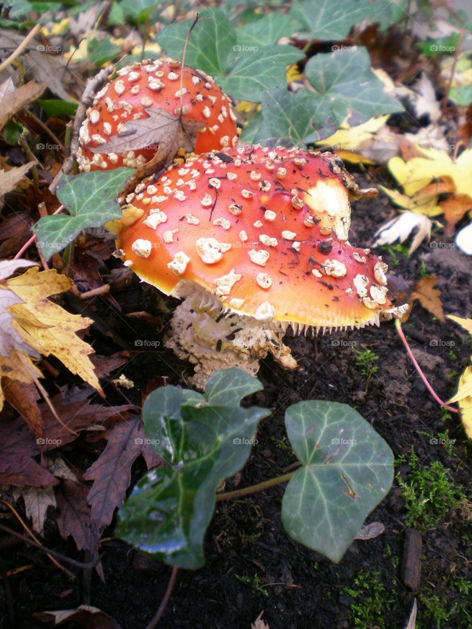 bright red orange Amanita mushrooms surrounded by Autumn leaves on the forest floor in Oregon