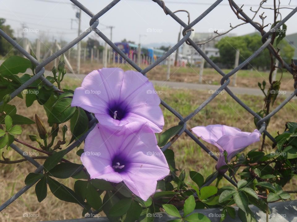 Ipomoea nil