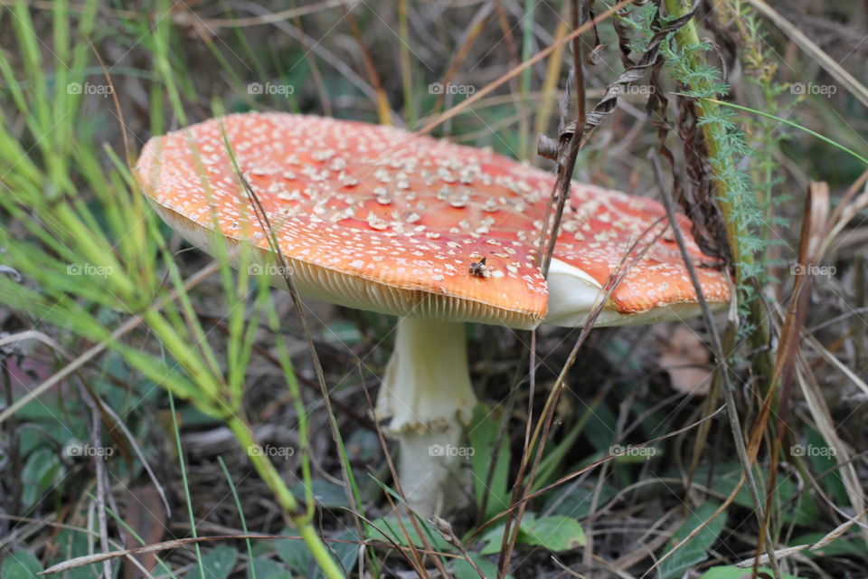 Forest, nature, mushrooms, trees, landscape