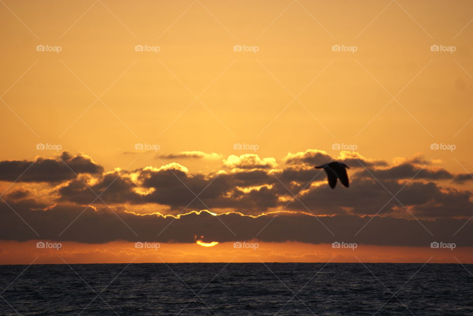 Silhouette of bird flying over the sea during sunset