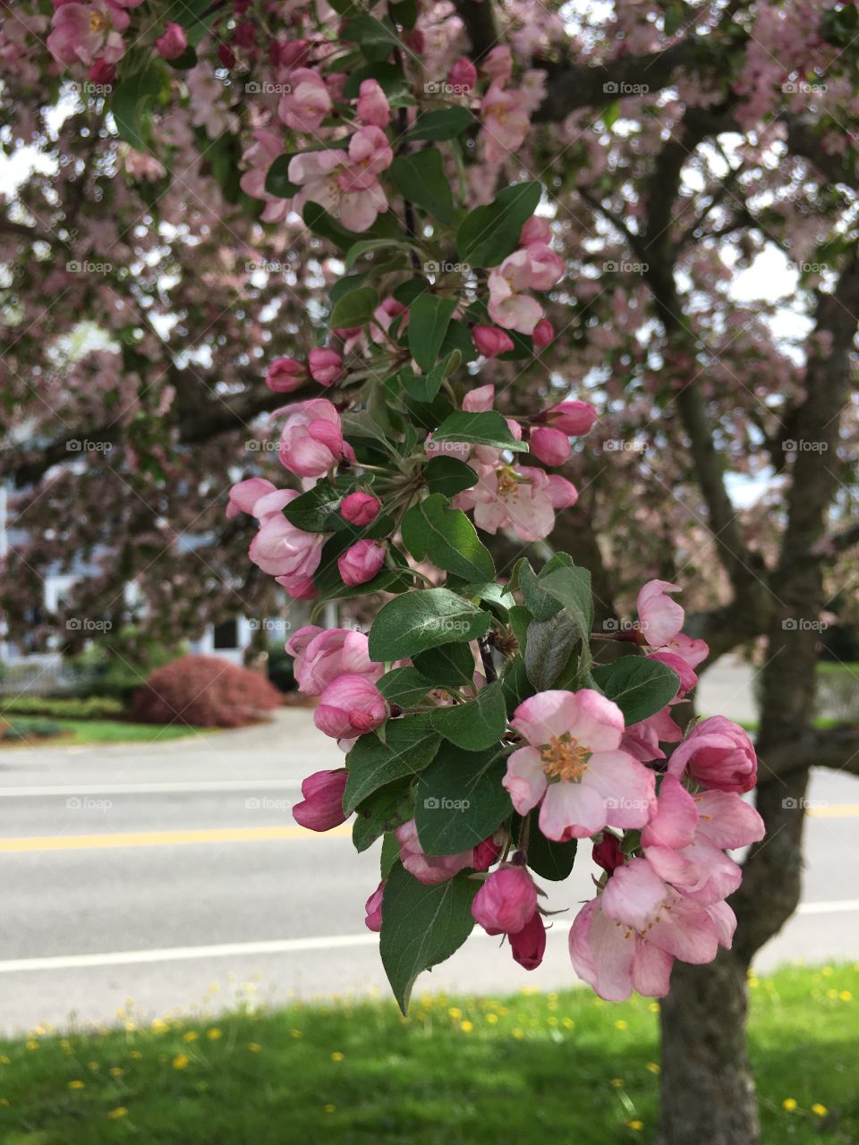 Blossoms in CT in early May