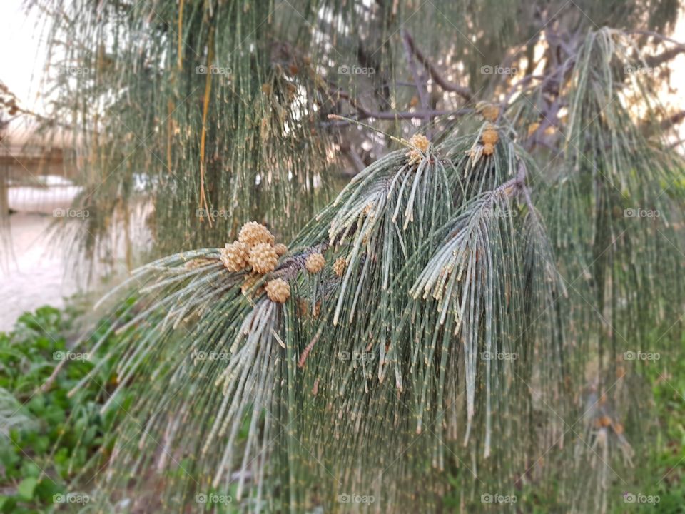 Casuarina Fruit Flower Tree