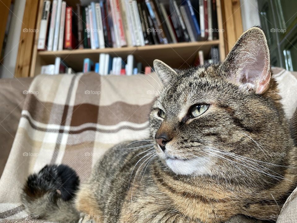 Portrait of a cute tabby old cat 