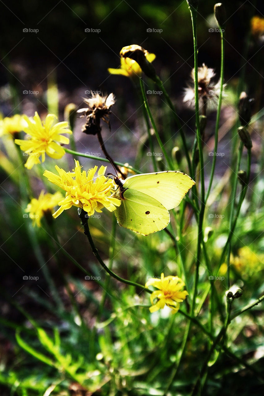 green yellow flower grass by mirre