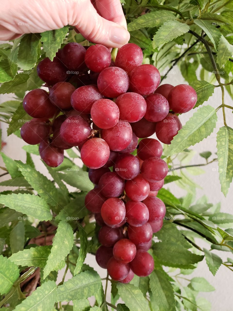 red grapes