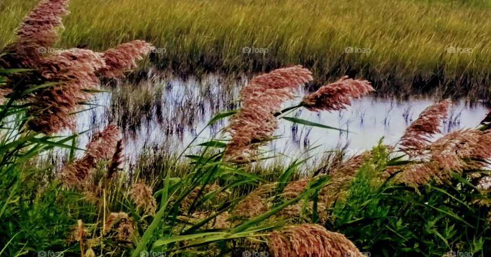 Seagrass, Harkers Island NC