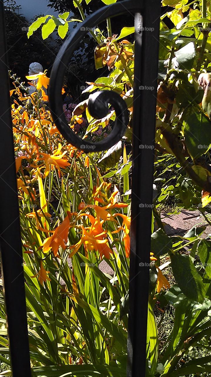 yellow flowers. out walking in my neighborhood