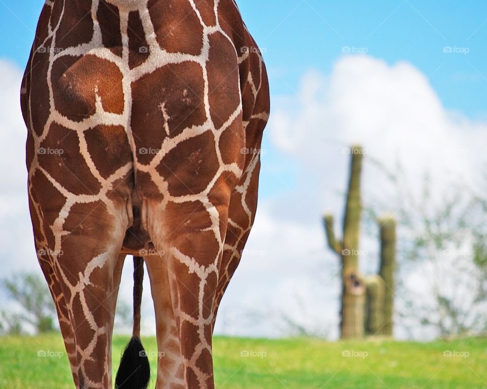 Juxtaposition | Giraffe and Saguaro 