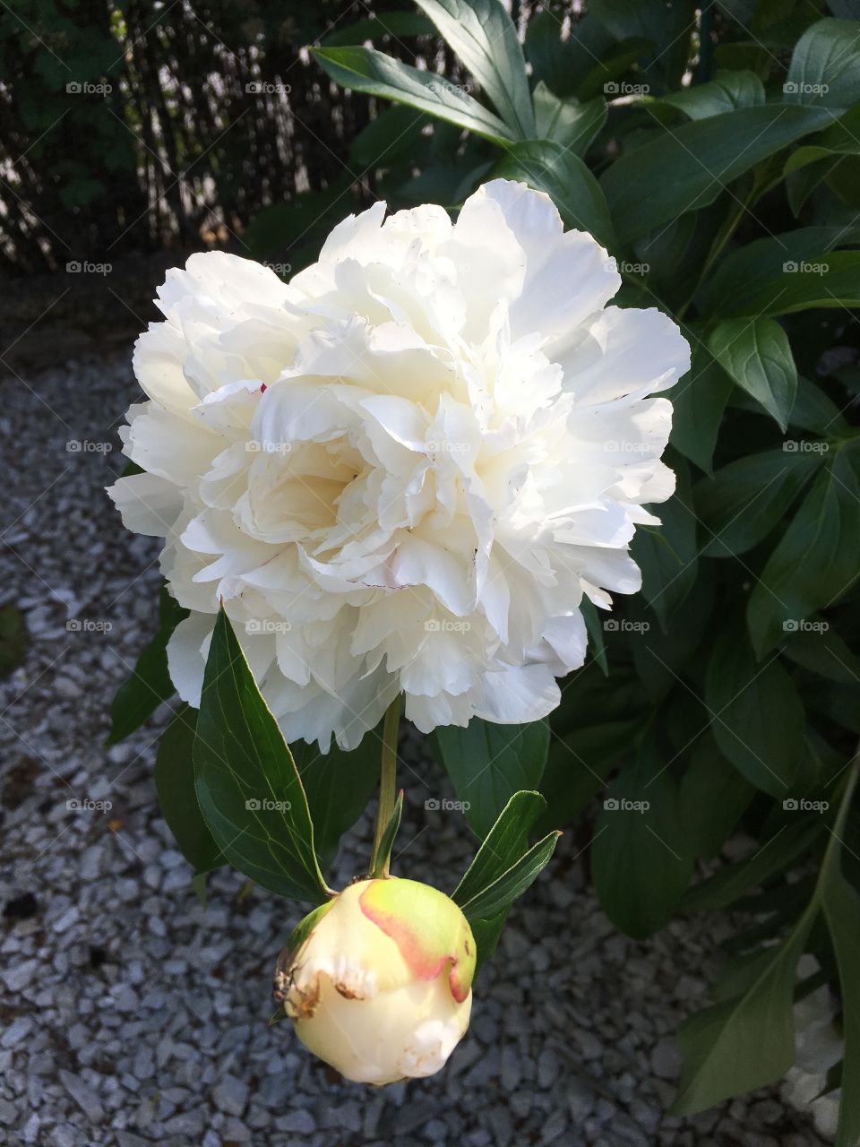 White Peony 