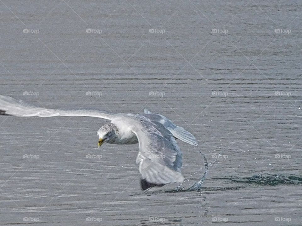 Seagull skimming the water 