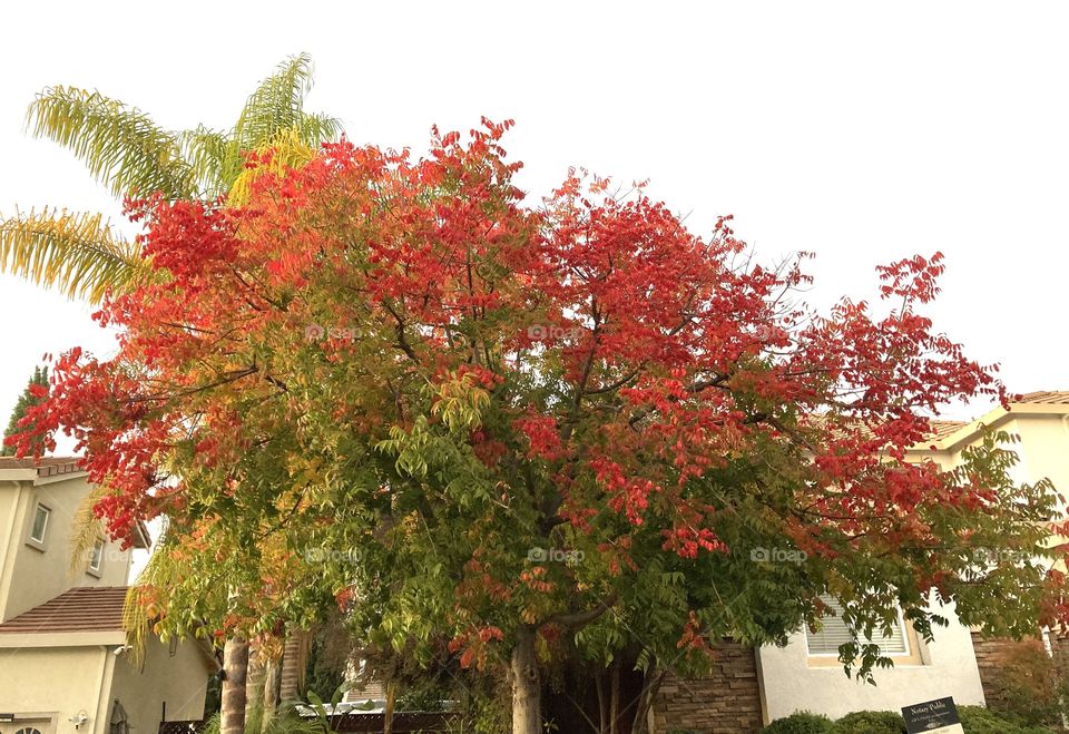 Fall colors of Chinese pistachio tree