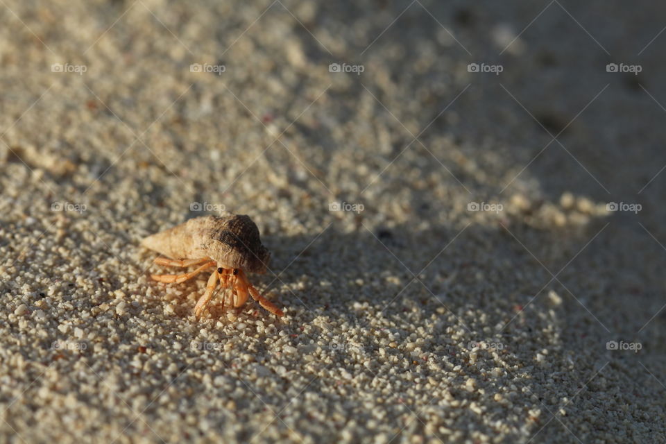 hermit crab