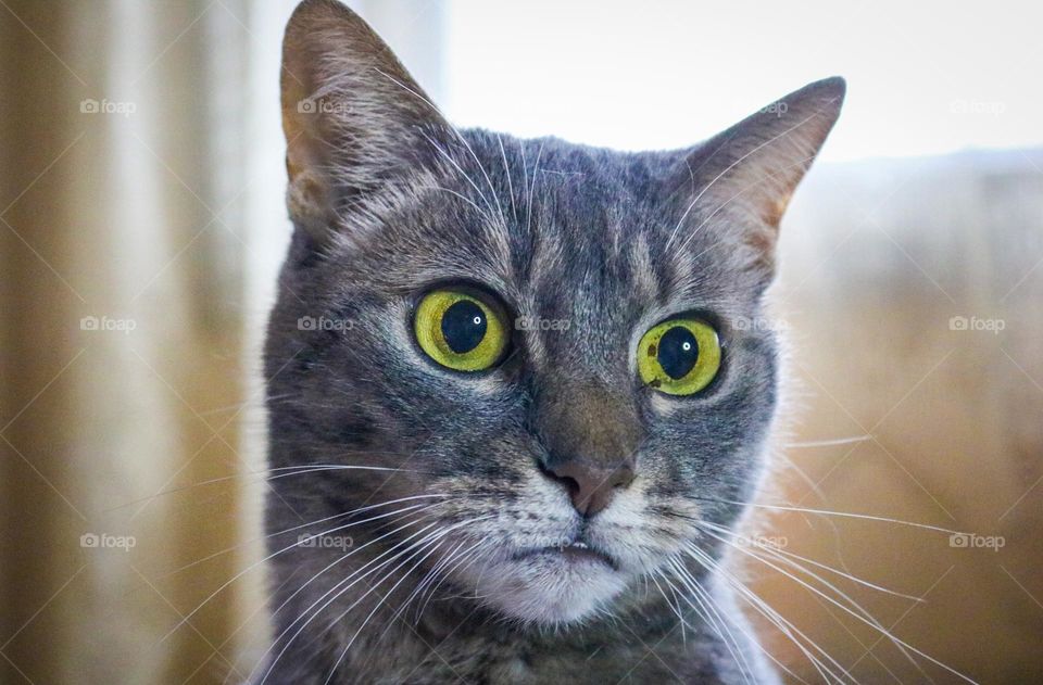 Surprised cat