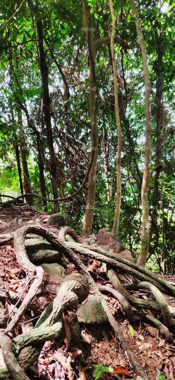 Beside growth upward, there is unusual where the plants'/ trees' stem were route on the base surface? Not sure it root or stem? Forest have full of unknown.