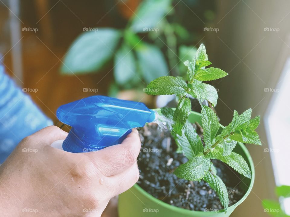 Plantation, pot, home plants, urban living, green, watering plants at home, kitchen garden, green plants in plots, sustainable life, renewable, sustainability