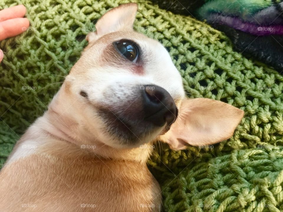 Blonde chihuahua laying on me