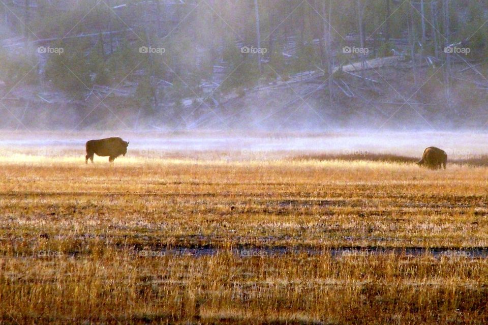 A single bull bison standing in the most of the morning meadow in Yellowstone National Park