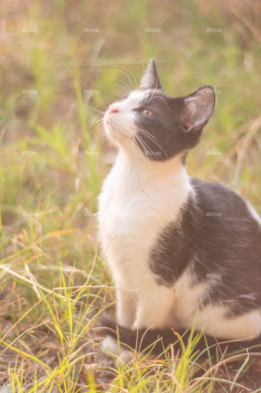 Black and White Shorthair Kitten Cat with Sweet Expression Outside 