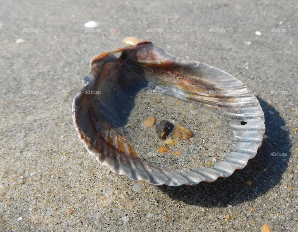 Scallop shell filled with sand