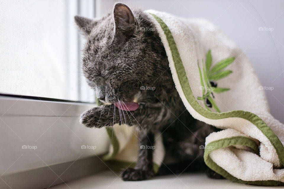 cat sits on a window