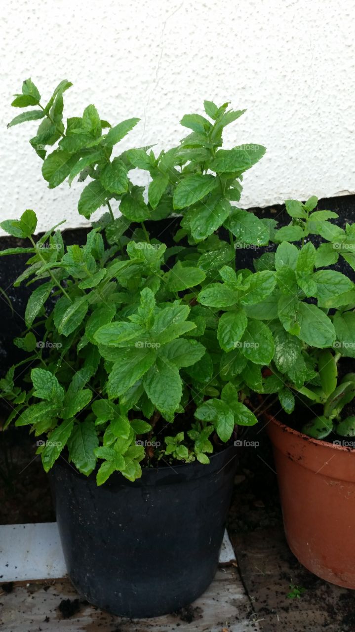 Leaf, Flora, Aromatic, Spice, Thyme