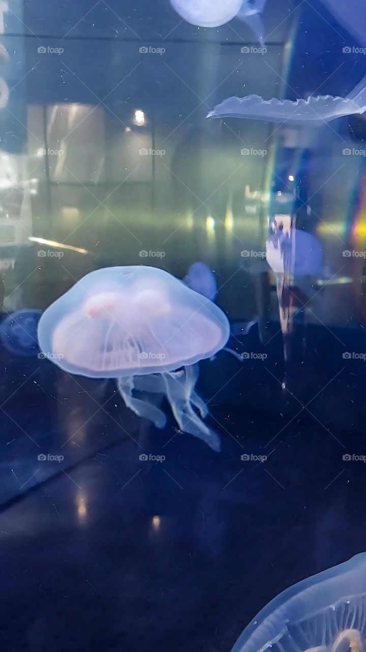 Jellyfish