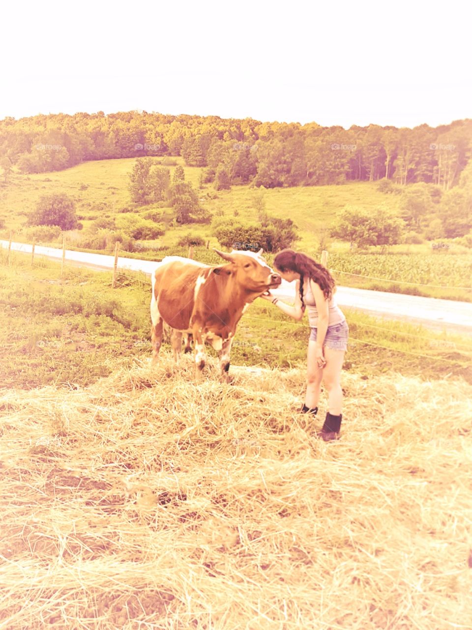 girl loves cows