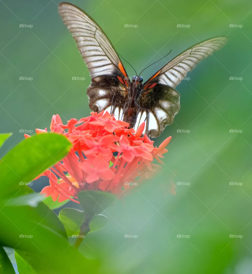 butterfly