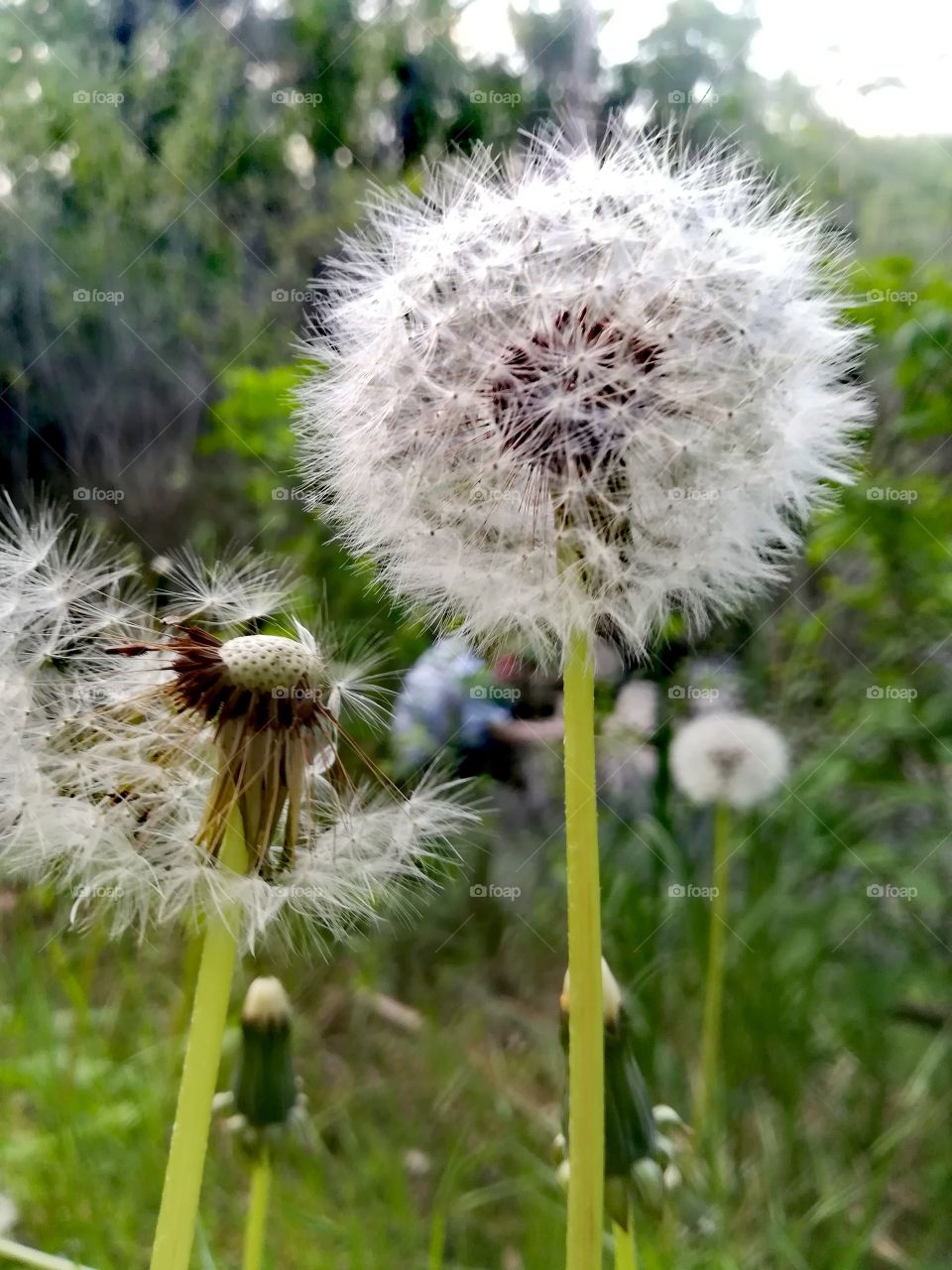 Magic forest