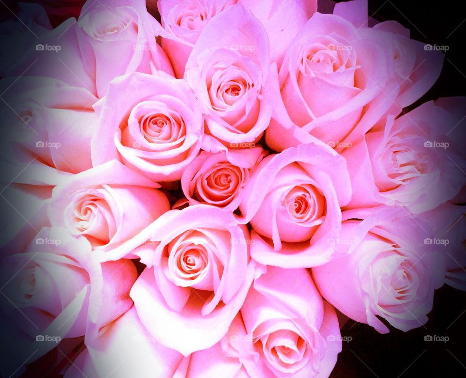 Pink roses
