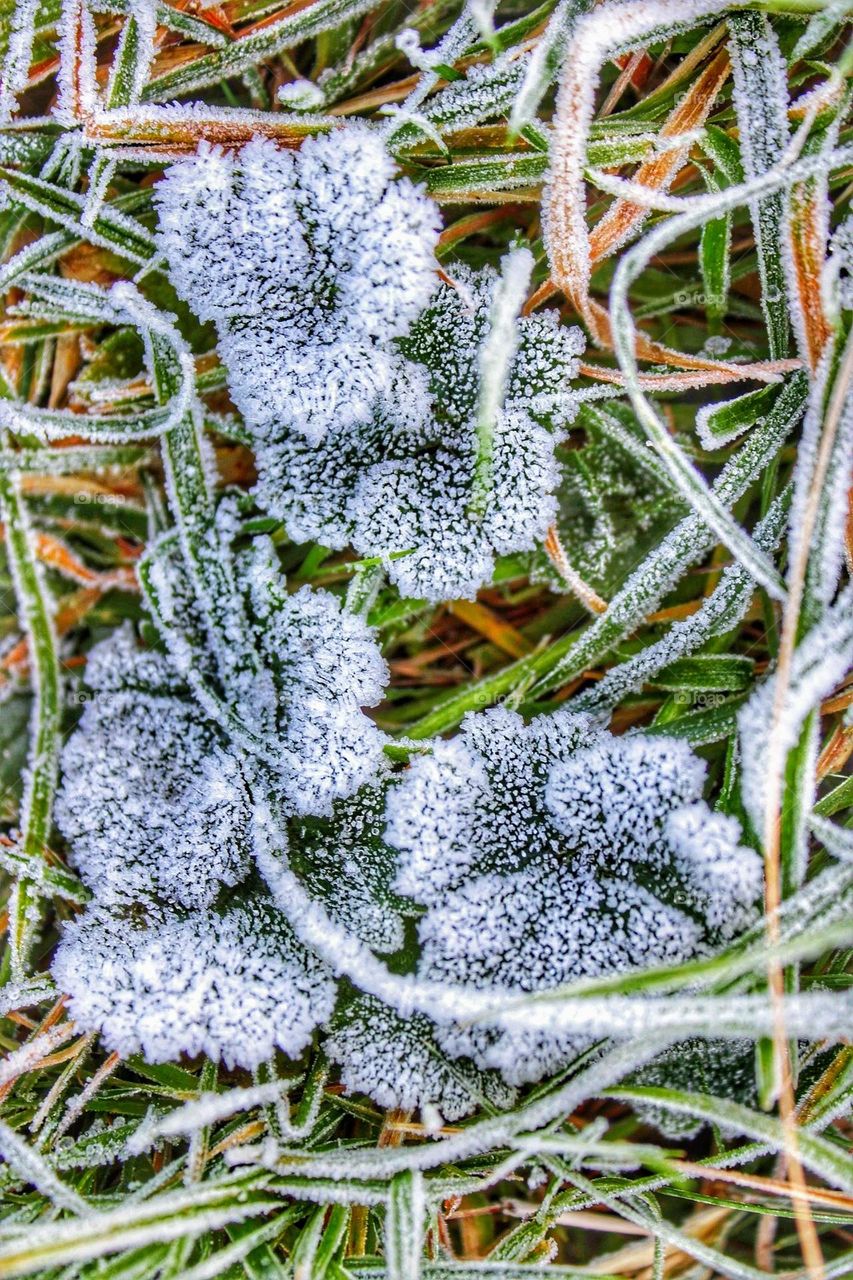 Macro close-up of a collection of frost dusted leaves on a bed of green and orange grass stems