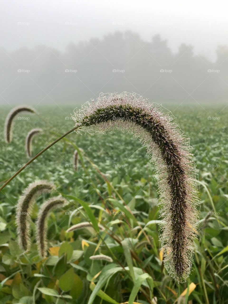 Foggy field