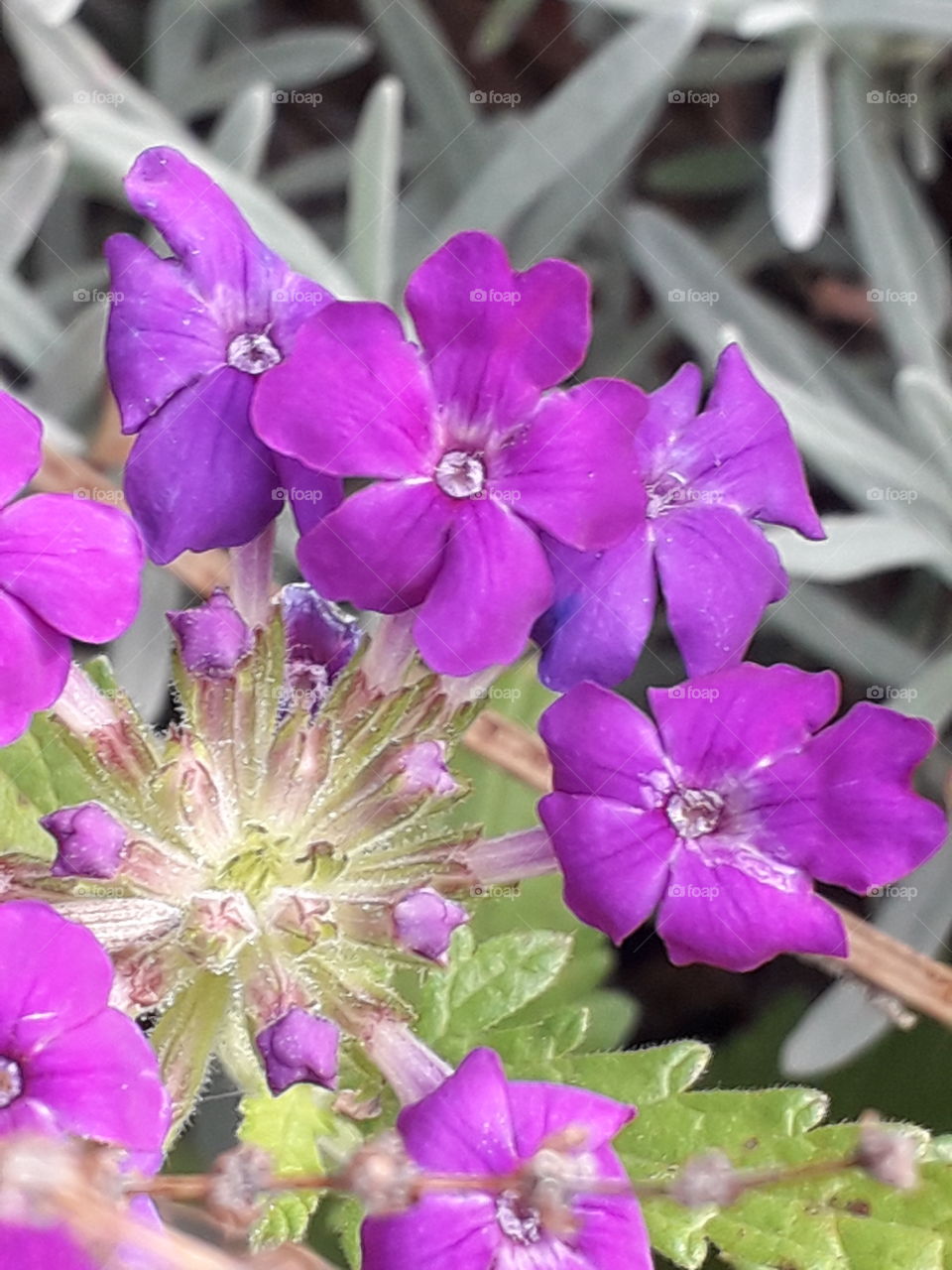 close-up of purple verbena flowers