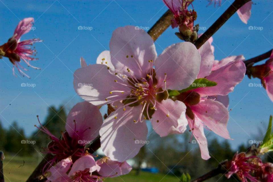 Peach flowers