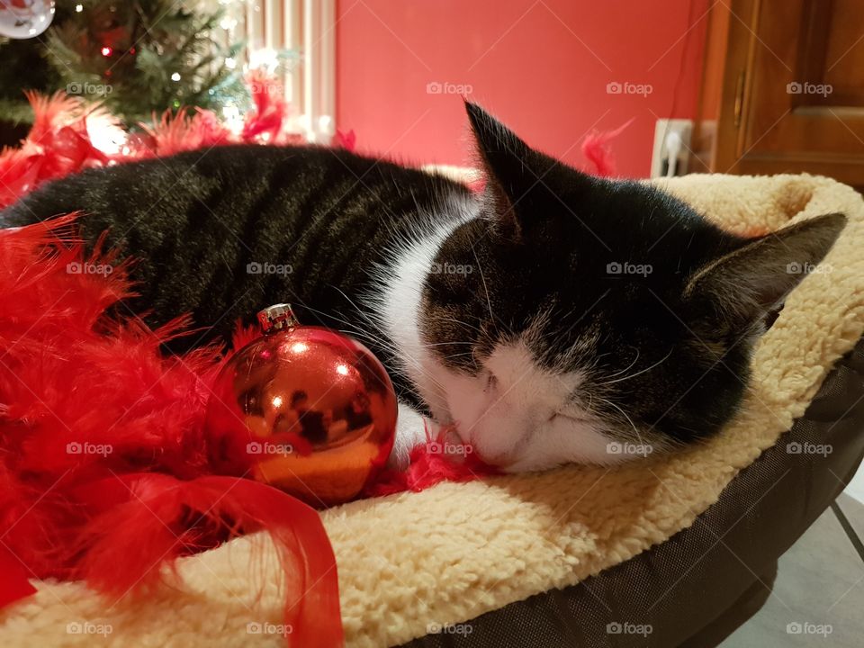 sleeping christmas holiday cat