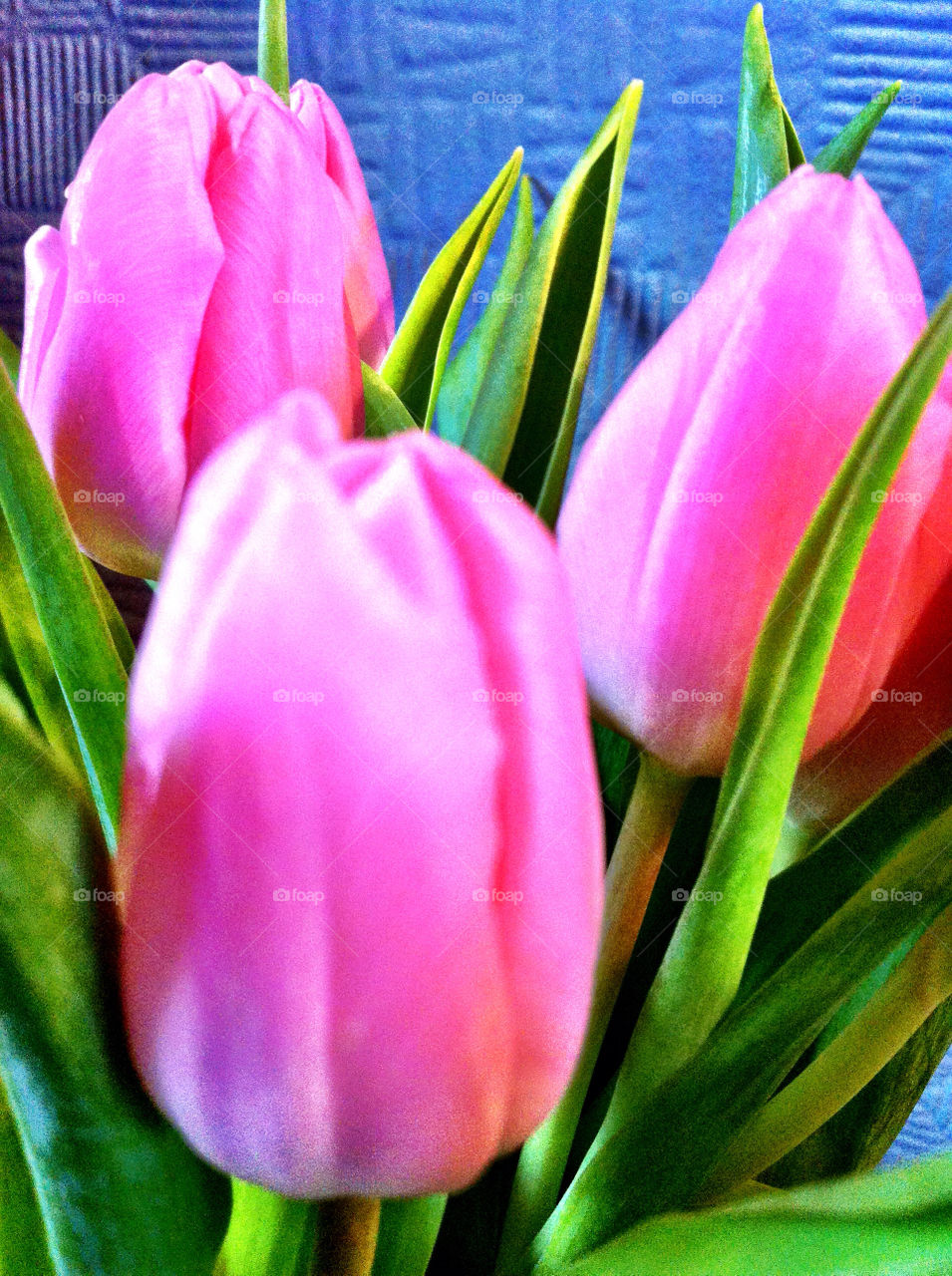flowers pink hdr tulips by emmam