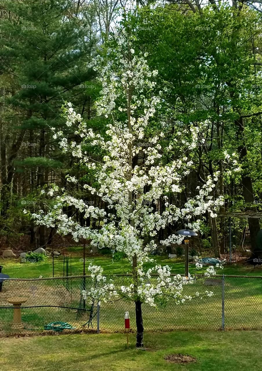 White Washington Hawthorne Tree
