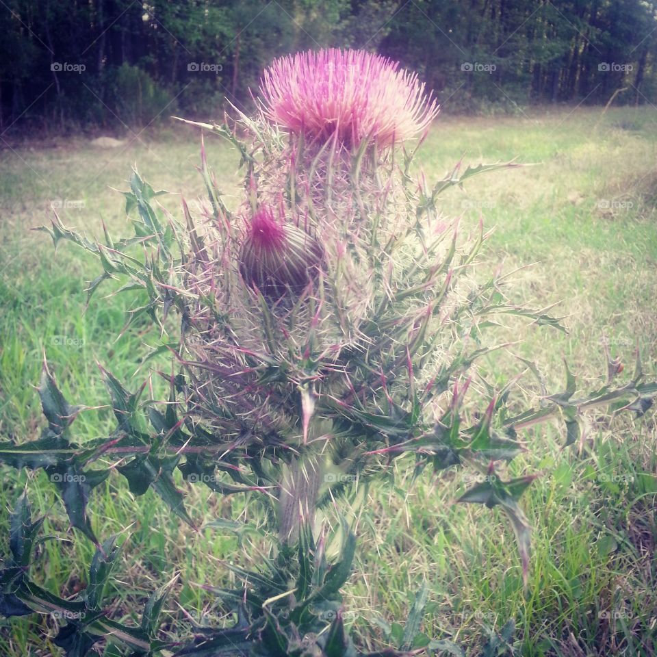 Spring time Thistle . cool looking thistle plant 