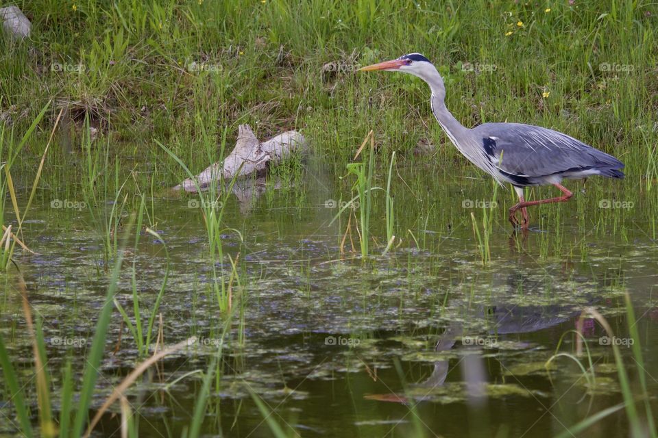 Grey heron in the lake