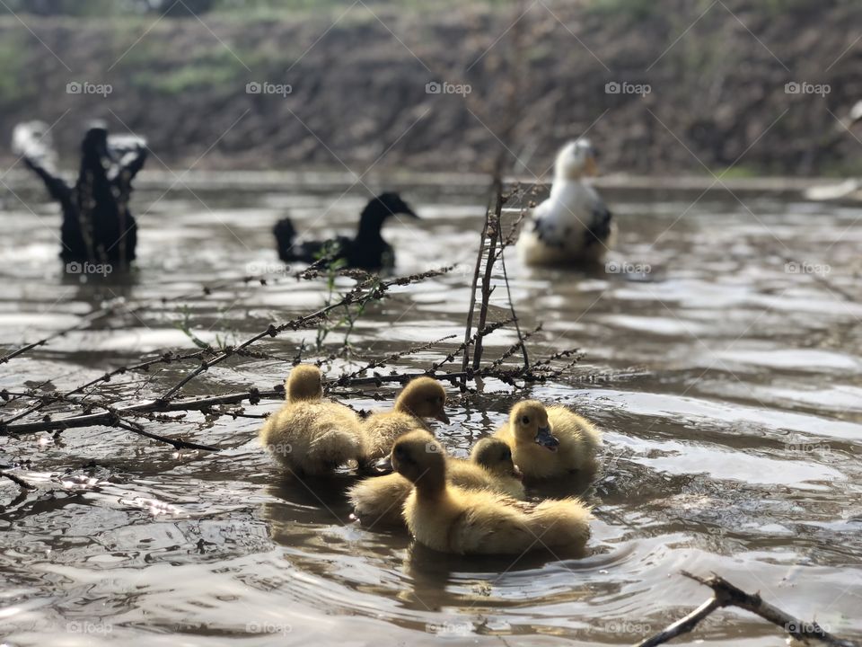 Our baby ducks