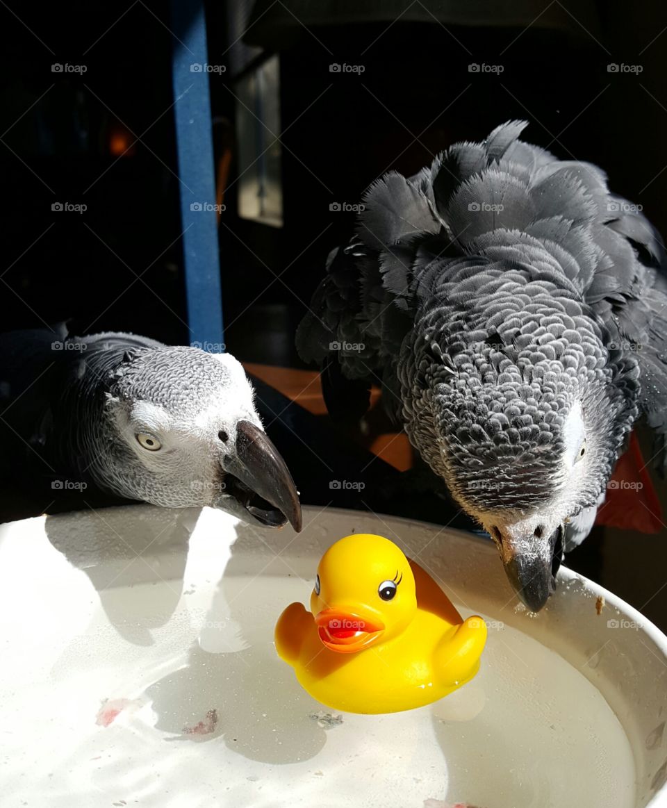 Birdie Bathtime