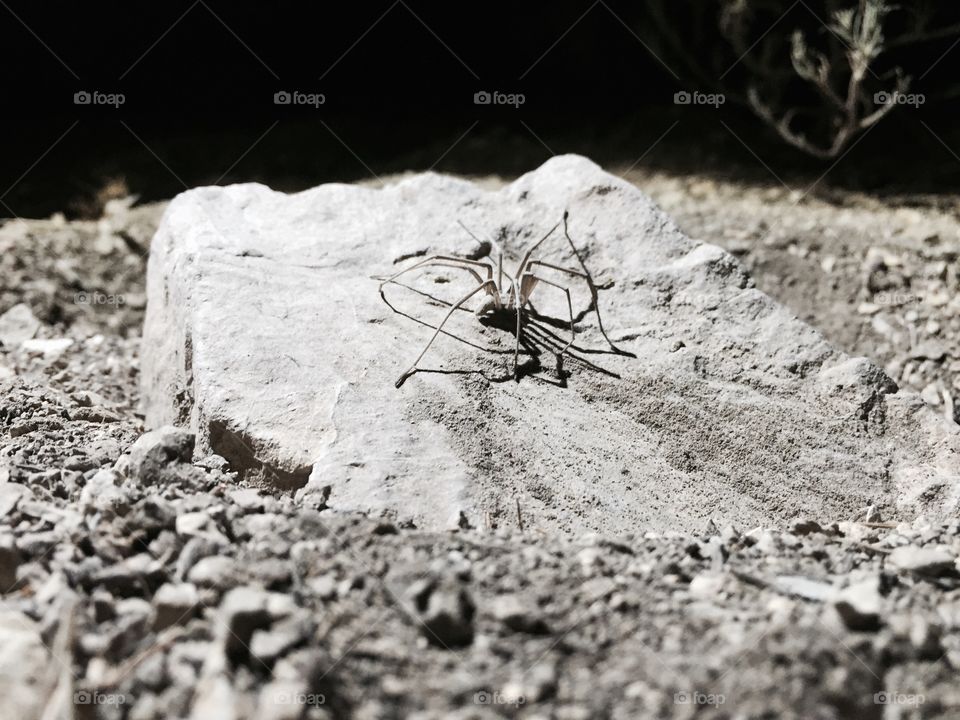 Flash Closeup of Spider