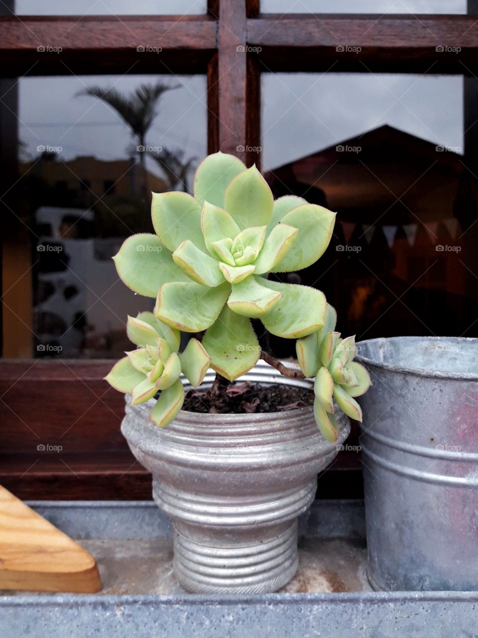 succulent plant on a window